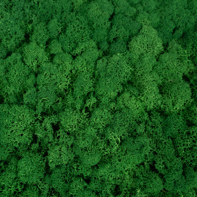 Licheni stabilizati gata lipiti panou 50x50x5.5 cm verde smarald inchis RR53