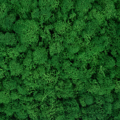 Licheni stabilizati gata lipiti panou 50x50x5.5 cm verde smarald inchis RR53