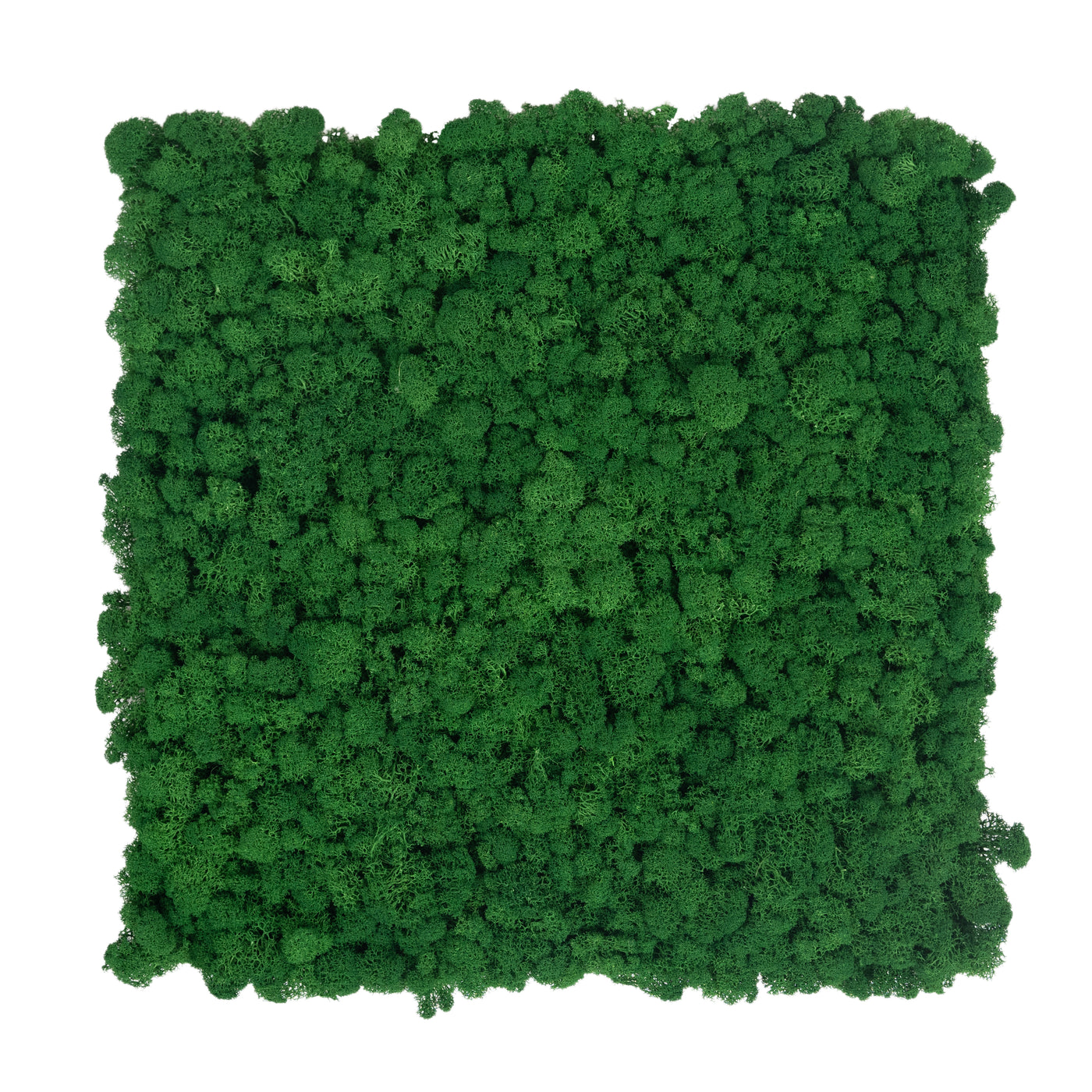 Licheni stabilizati gata lipiti panou 50x50x5.5 cm verde smarald inchis RR53