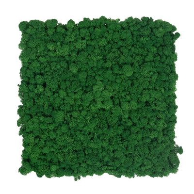Licheni stabilizati gata lipiti panou 50x50x5.5 cm verde smarald inchis RR53