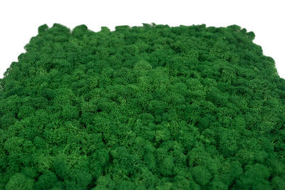 Licheni stabilizati gata lipiti panou 50x50x5.5 cm verde smarald inchis RR53