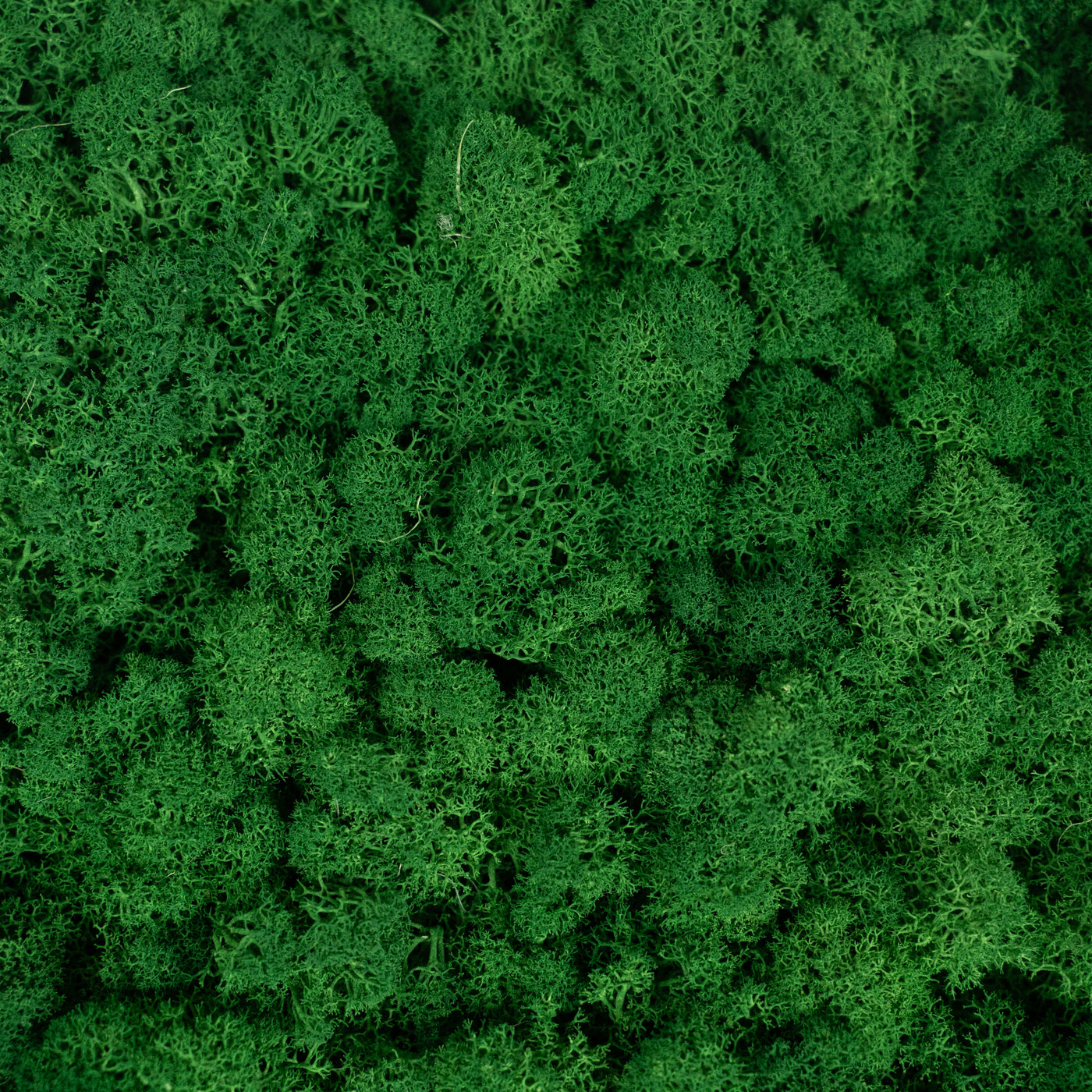 Licheni stabilizati gata lipiti panou 50x50x5.5 cm verde smarald inchis RR53