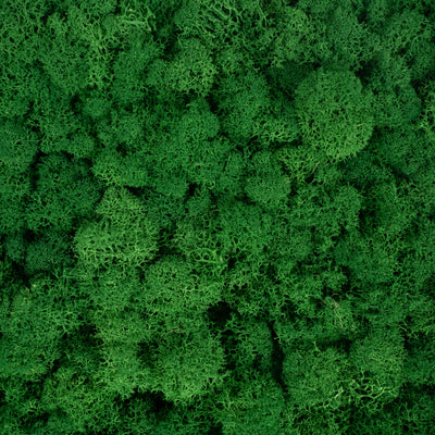 Licheni stabilizati gata lipiti panou 50x50x5.5 cm verde smarald inchis RR53