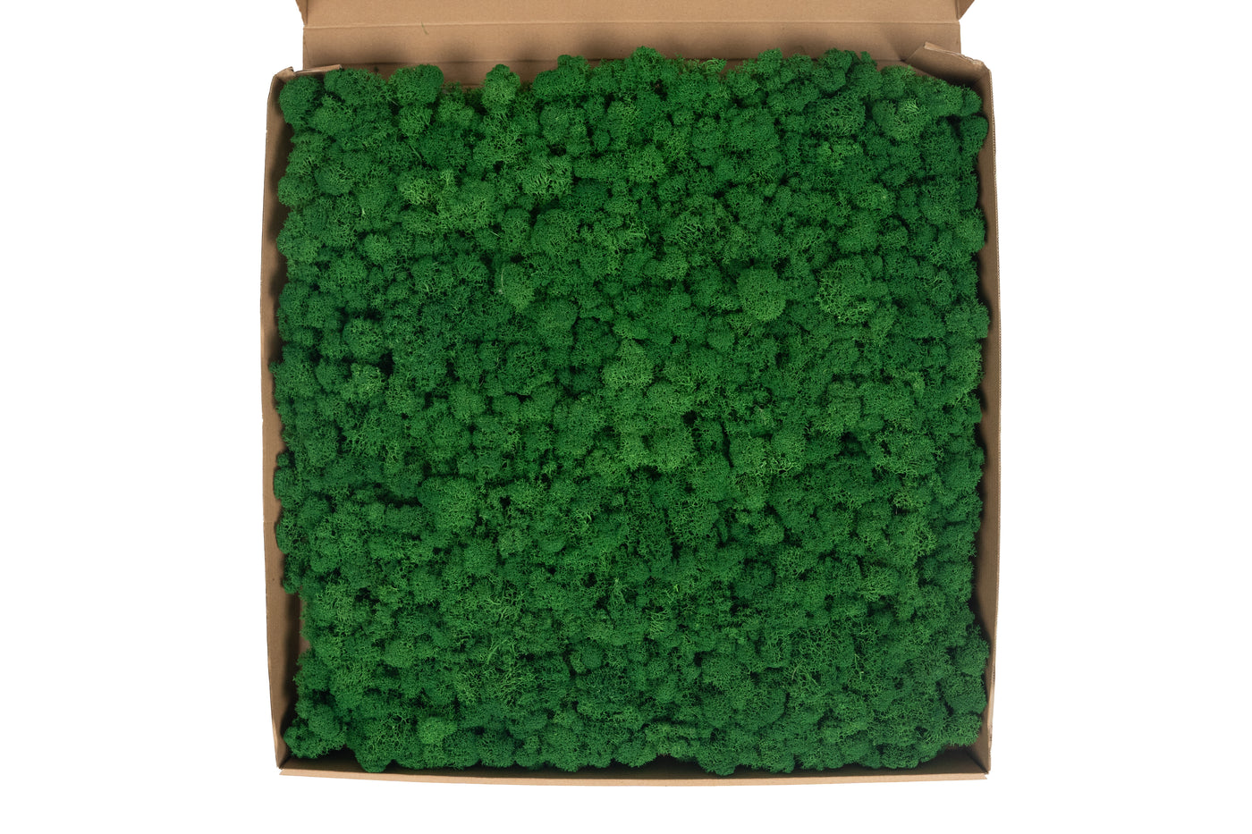 Licheni stabilizati gata lipiti panou 50x50x5.5 cm verde smarald inchis RR53