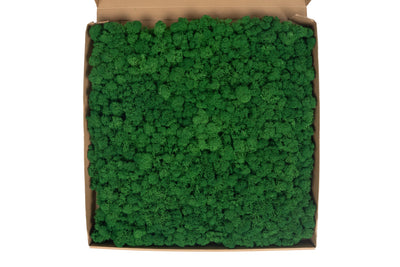 Licheni stabilizati gata lipiti panou 50x50x5.5 cm verde smarald inchis RR53