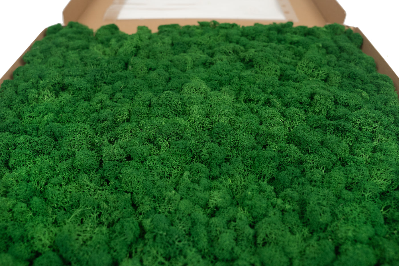 Licheni stabilizati gata lipiti panou 50x50x5.5 cm verde smarald inchis RR53