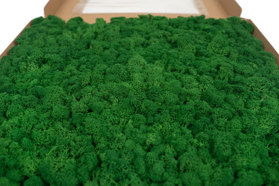 Licheni stabilizati gata lipiti panou 50x50x5.5 cm verde smarald inchis RR53