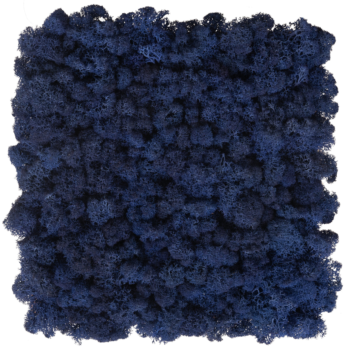 Licheni stabilizati panou 30x30 cm albastru cobalt. gata lipiti