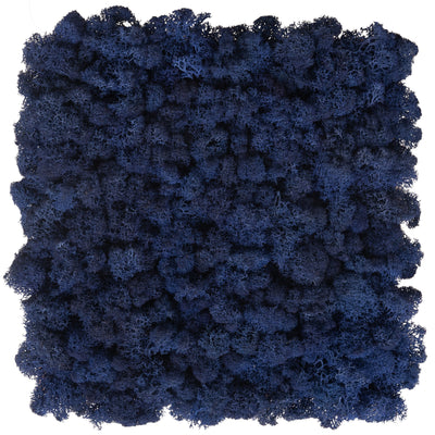 Licheni stabilizati panou 30x30 cm albastru cobalt. gata lipiti