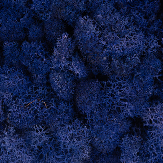 Licheni stabilizati panou 30x30 cm albastru purpuriu. gata lipiti RR18