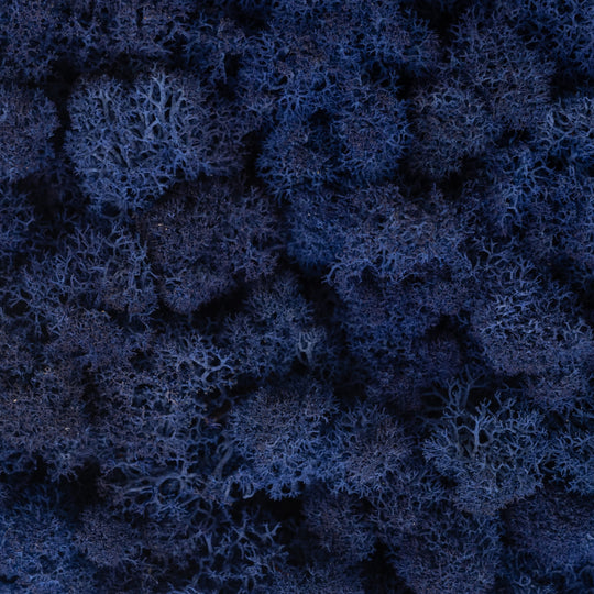 Licheni stabilizati panou 30x30 cm albstru cobalt. gata lipiti RR15D