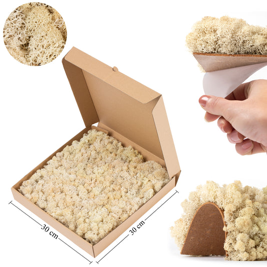 Licheni stabilizati panou 30x30 cm crem. gata lipiti RR28