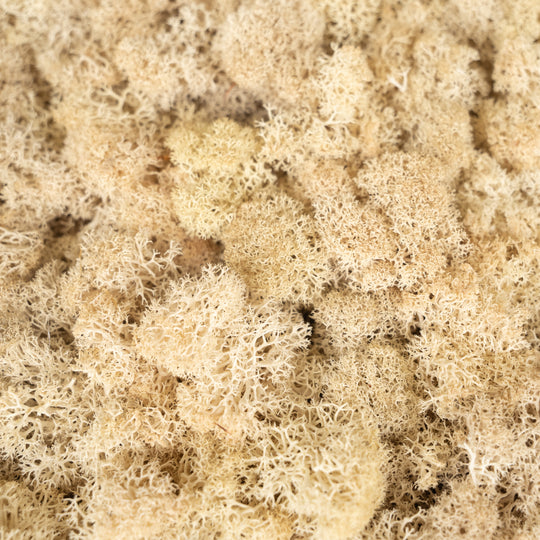 Licheni stabilizati panou 30x30 cm crem. gata lipiti RR28
