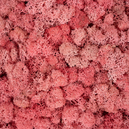 Licheni stabilizati panou 30x30 cm fucsia. gata lipiti RR27