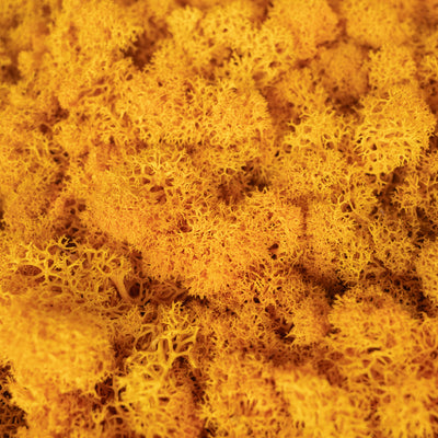 Licheni stabilizati panou 30x30 cm galben arsenic. gata lipiti