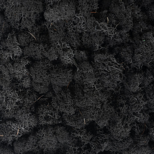 Licheni stabilizati panou 30x30 cm negru. gata lipiti RR22