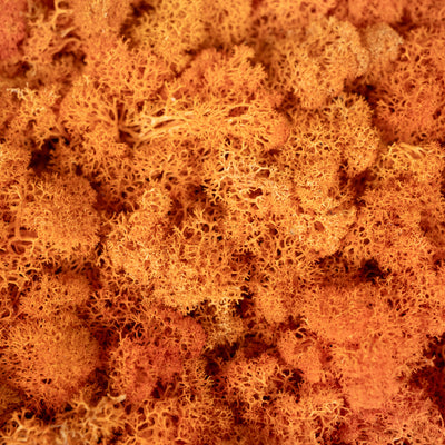 Licheni stabilizati panou 30x30 cm portocaliu. gata lipiti