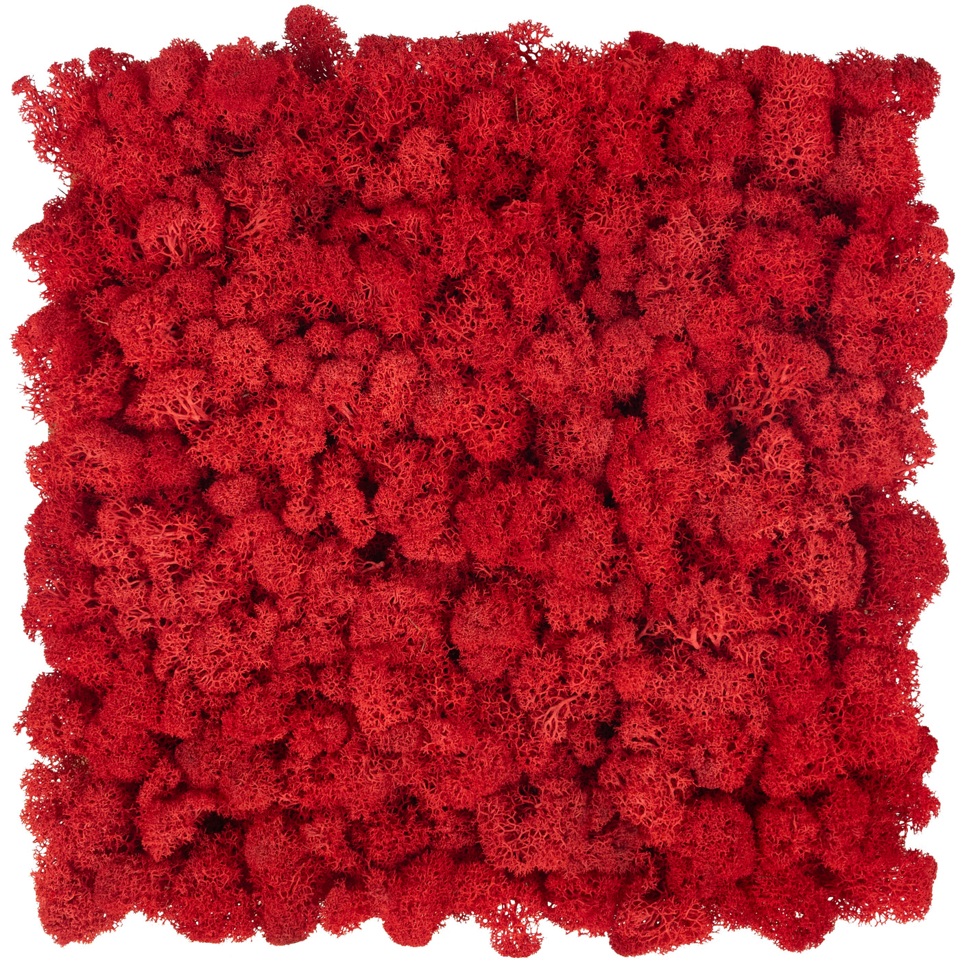 Licheni stabilizati panou 30x30 cm rosu aprins. gata lipiti