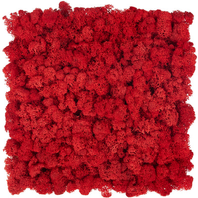 Licheni stabilizati panou 30x30 cm rosu aprins. gata lipiti