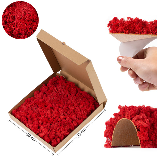 Licheni stabilizati panou 30x30 cm rosu intens. gata lipiti RR11