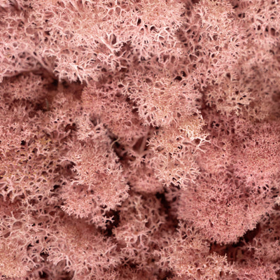 Licheni stabilizati panou 30x30 cm roz. gata lipiti