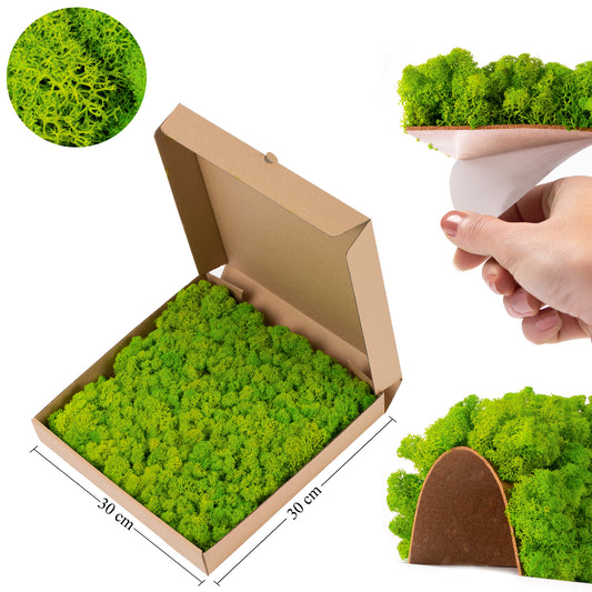 Licheni stabilizati panou 30x30 cm verde deschis. gata lipiti RR4