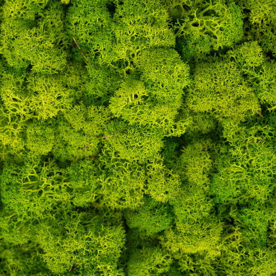 Licheni stabilizati panou 30x30 cm verde deschis. gata lipiti RR4