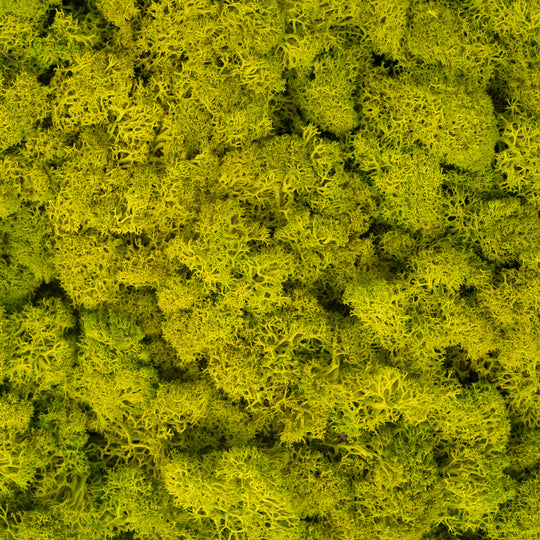 Licheni stabilizati panou 30x30 cm verde primavera. gata lipiti RR5