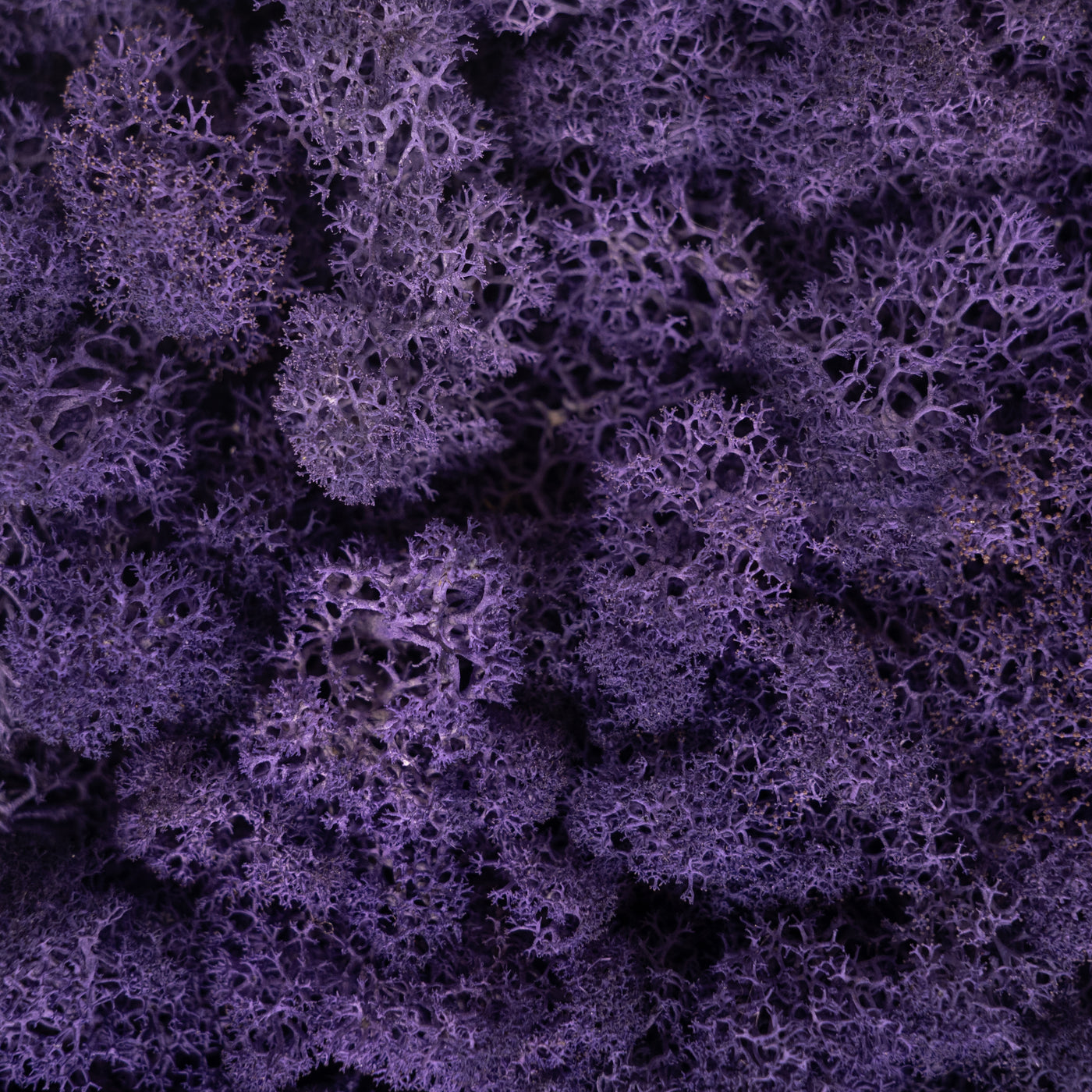 Licheni stabilizati panou 30x30 cm violet. gata lipiti