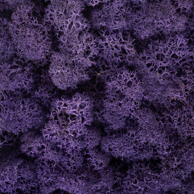 Licheni stabilizati panou 30x30 cm violet. gata lipiti