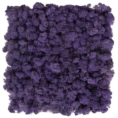 Licheni stabilizati panou 30x30 cm violet. gata lipiti