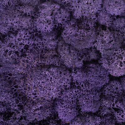 Licheni stabilizati panou 30x30 cm violet. gata lipiti