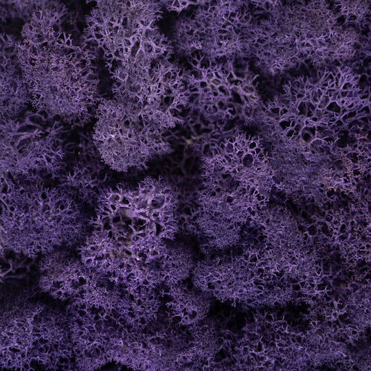Licheni stabilizati panou 30x30 cm violet. gata lipiti RR17
