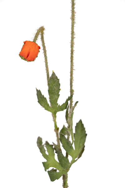 Mac artificial portocaliu D10xH60 cm HO