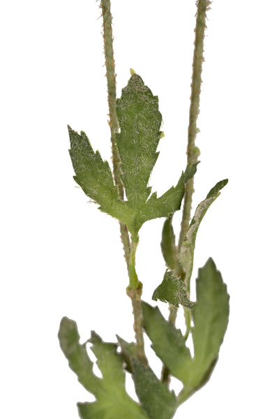 Mac artificial portocaliu D10xH60 cm HO