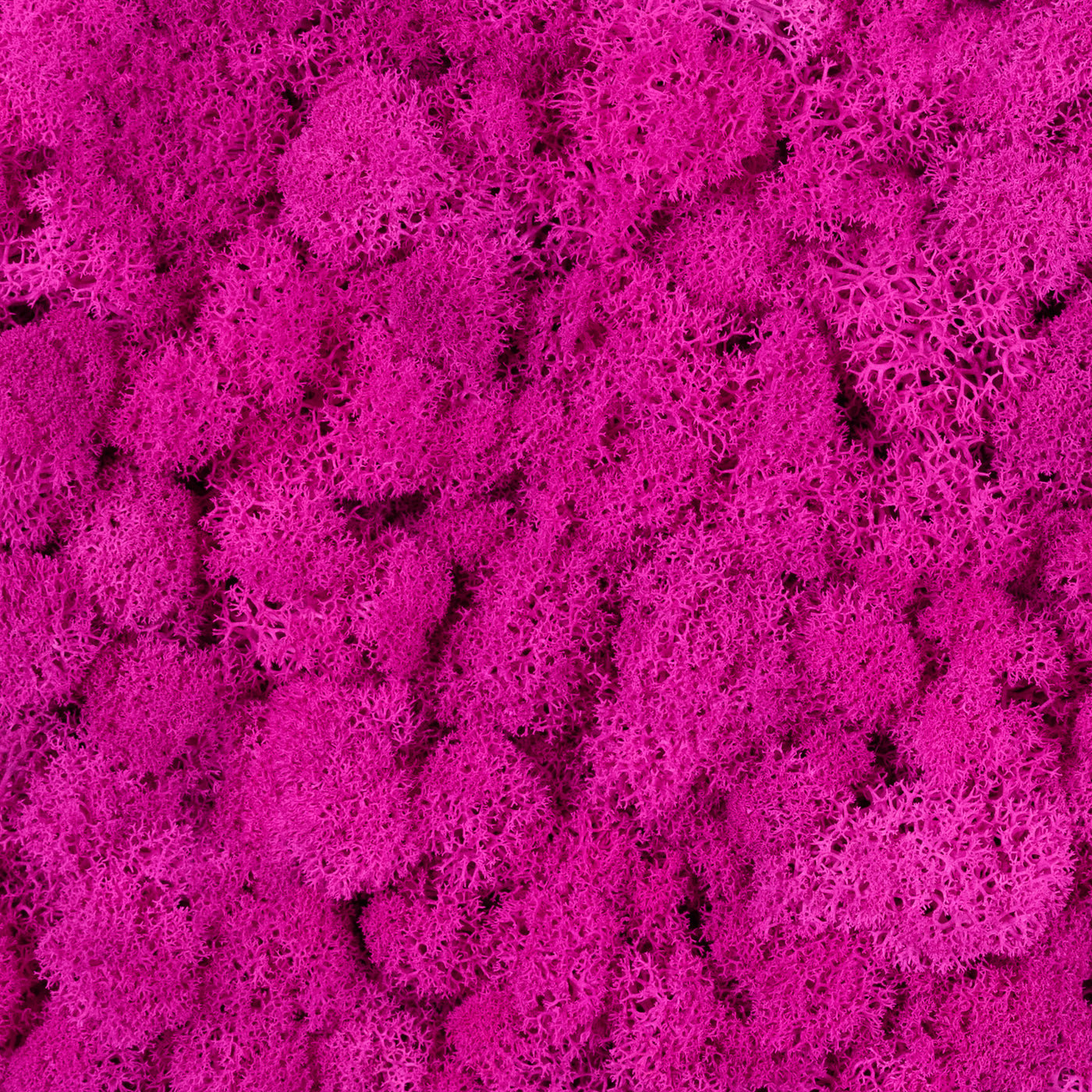 Licheni curatati si fara radacina conservati 500g NET, calitate ULTRA PREMIUM, roz magenta RR32 NEW