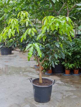 Planta naturala de interior Mangifera Indica inaltime 150 cm