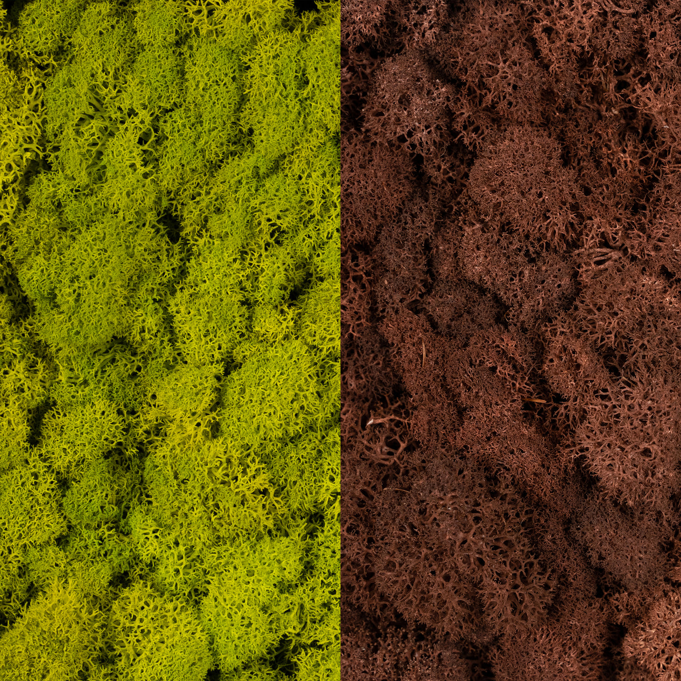 Licheni curatati si fara radacina in 2 culori 500g NET, calitate ULTRA PREMIUM, verde primavara RR05 cu