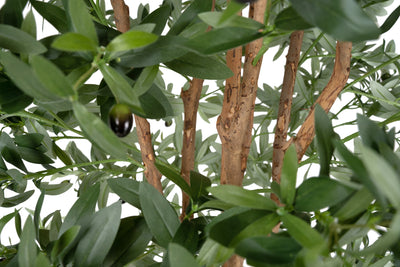 Maslin artificial H180cm cu masline si 4160 frunze