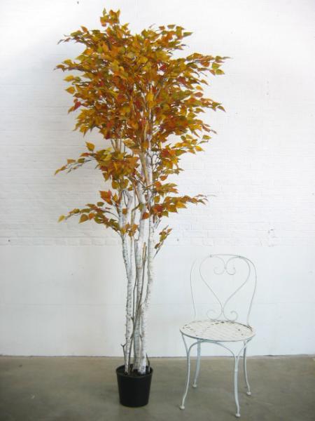 Mesteacan 220 cm HO