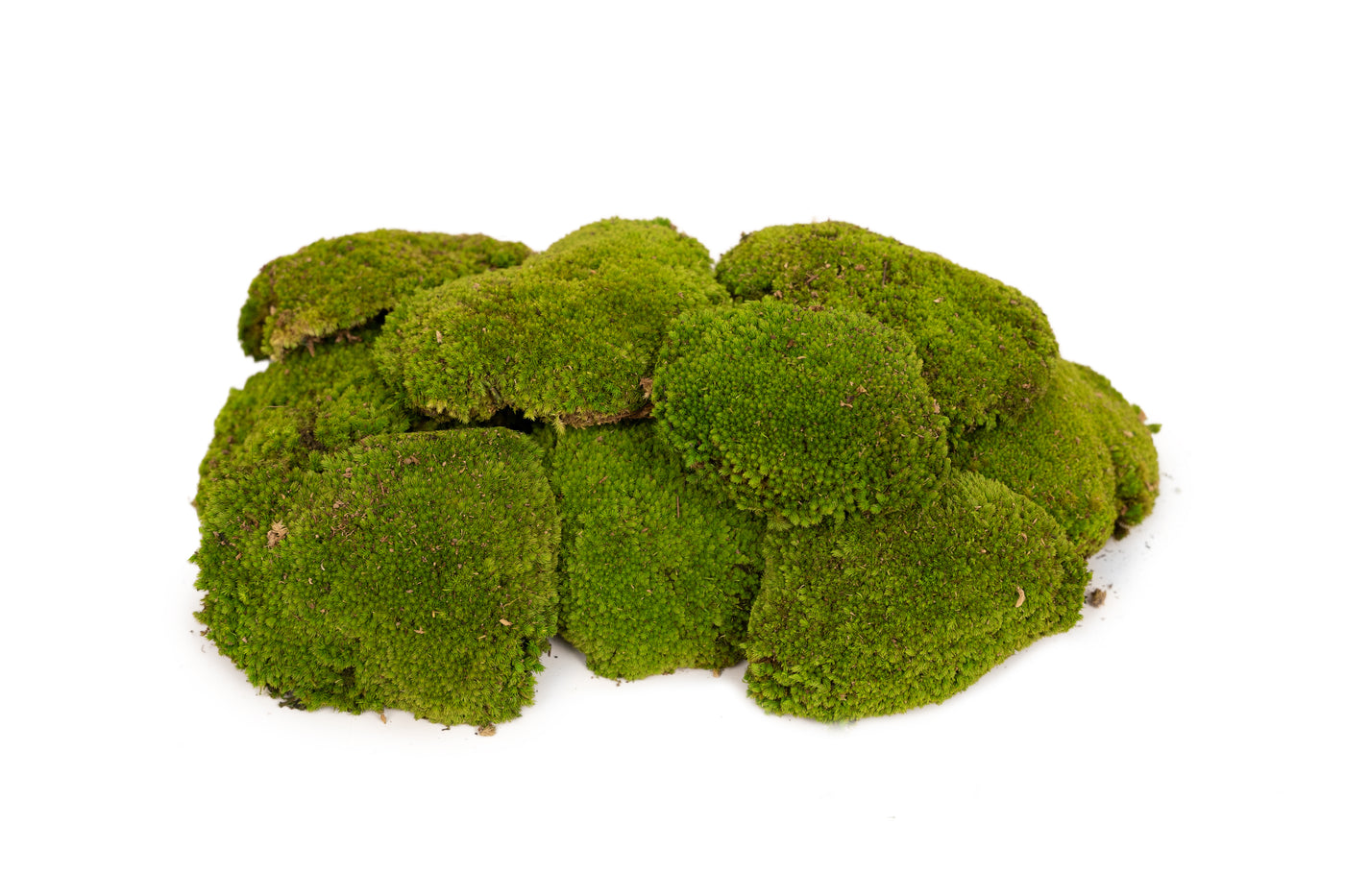 Muschi conservati bombati 185g cu acoperire 0.144mp. verde deschis RR4