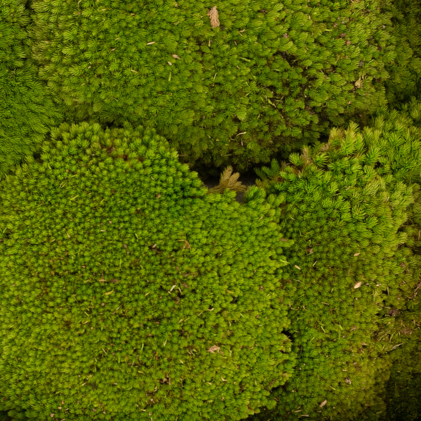 Muschi conservati bombati 185g cu acoperire 0.144mp. verde deschis RR4