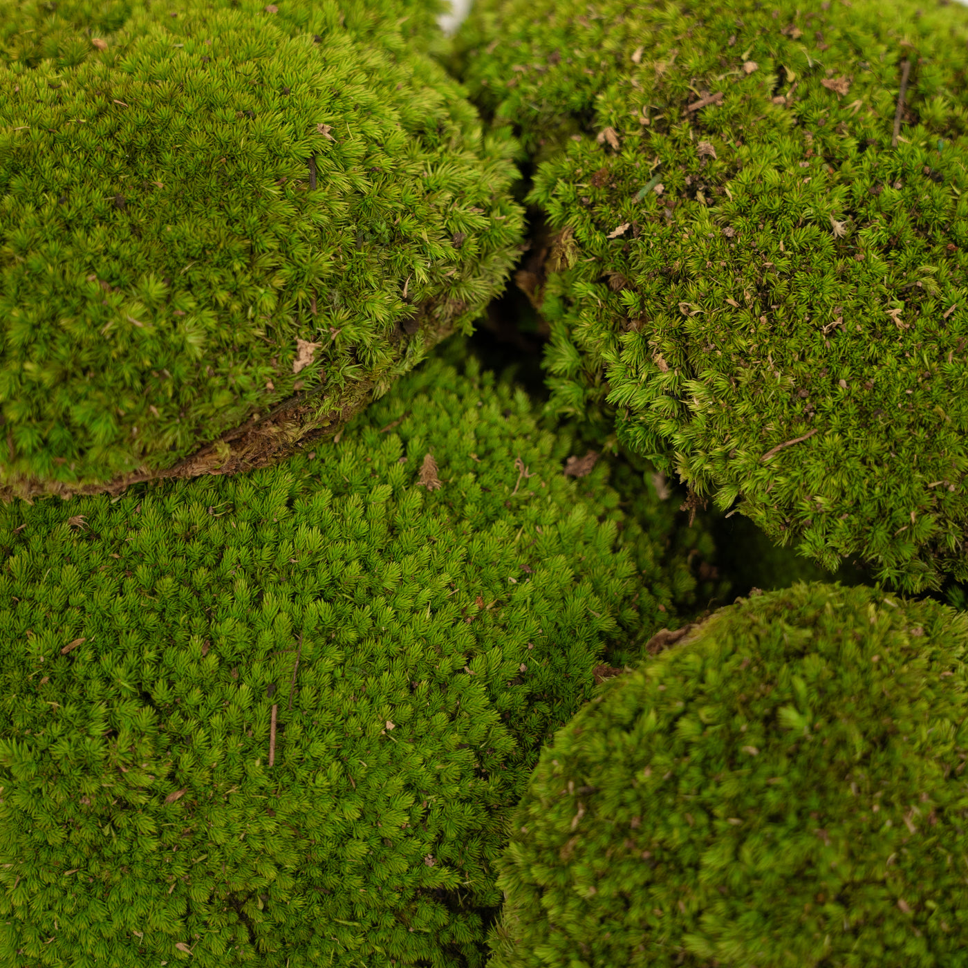 Muschi conservati bombati 185g cu acoperire 0.144mp. verde deschis RR4