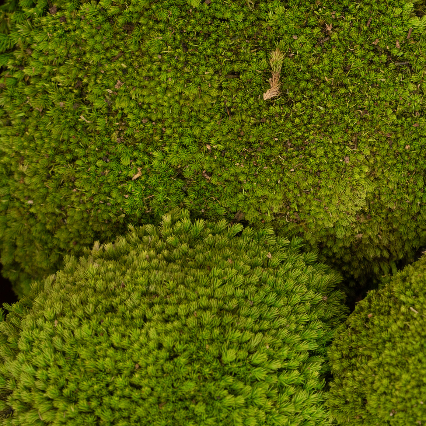 Muschi conservati bombati 185g cu acoperire 0.144mp. verde deschis RR4