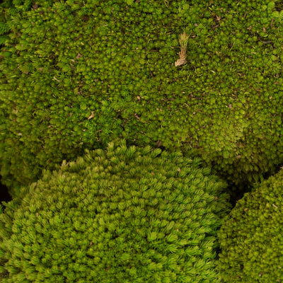 Muschi conservati bombati 185g cu acoperire 0.144mp. verde deschis RR4