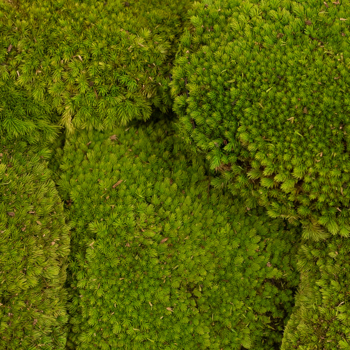 Muschi conservati bombati 185g cu acoperire 0.144mp. verde deschis RR4