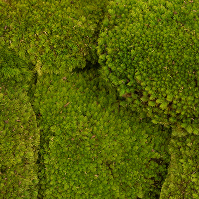 Muschi conservati bombati 185g cu acoperire 0.144mp. verde deschis RR4