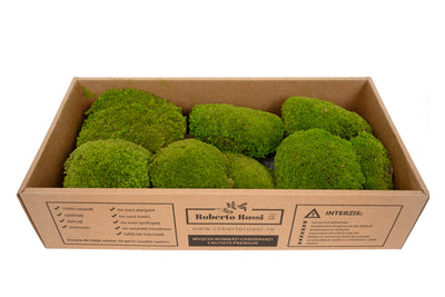 Muschi conservati bombati 185g cu acoperire 0.144mp. verde deschis RR4