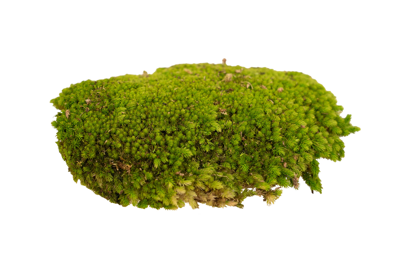 Muschi conservati bombati 185g cu acoperire 0.144mp. verde deschis RR4