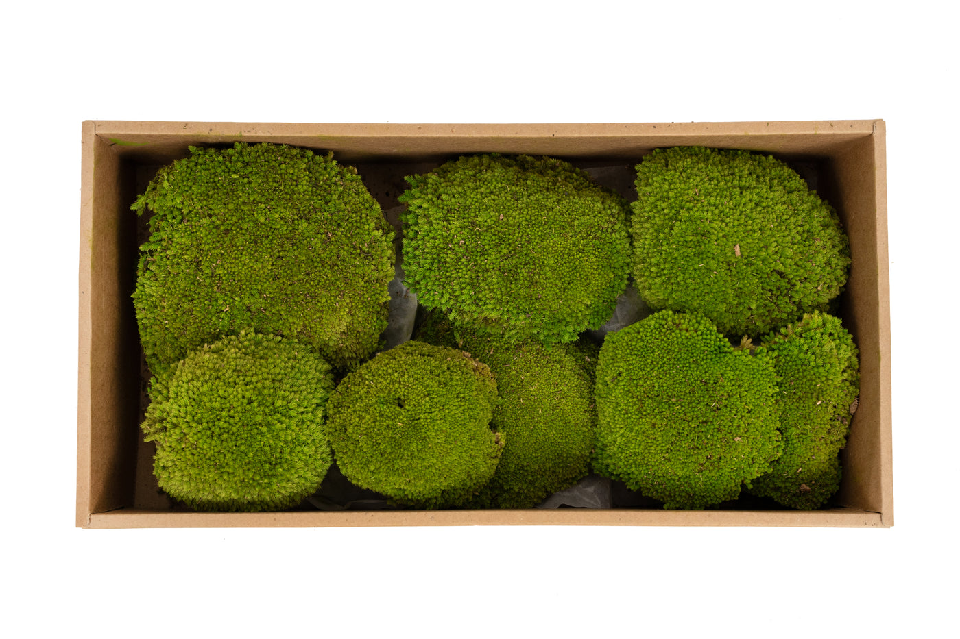 Muschi conservati bombati 185g cu acoperire 0.144mp. verde deschis RR4